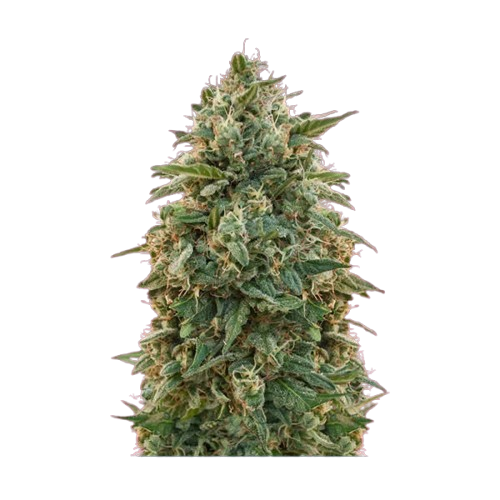 Amnesia Auto Flow CBG 18 % Greenhouse  à partir de 2.90€ le gramme 💵